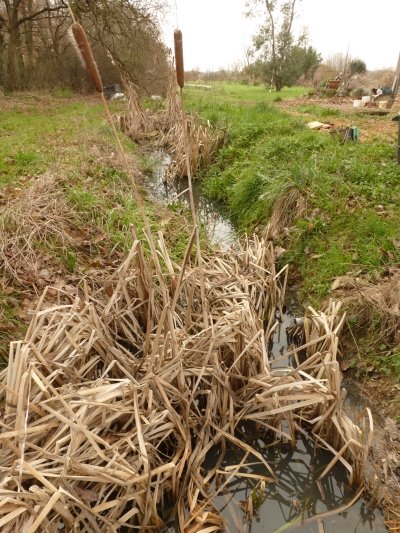 Les massettes colonisent le fossé à eaux grises Les massettes colonisent le fossé à eaux grises